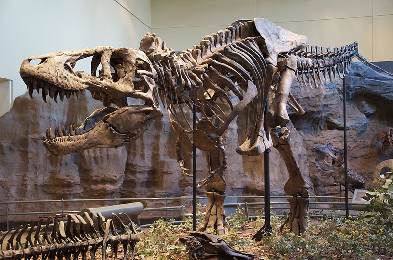 Der hat Biss: Das rekonstruierte Skelett eines Tyrannosaurus Rex in Pittsburgh