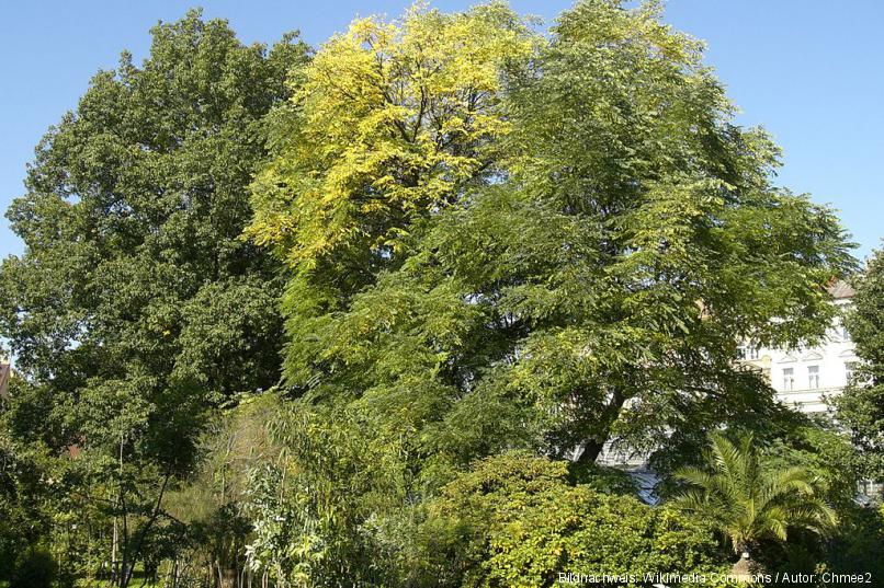 Botanischer Garten Der Prager Karls Universitat Prag Aktuell